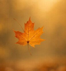 Aanraking bij rouw en verlies De helende kracht van aanraking bij rouw en verlies