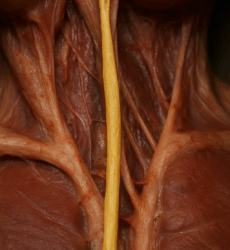 Nervus vagus en de Polyvagaal theorie